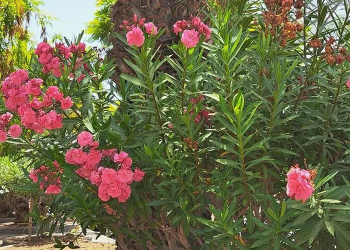 Casa Petri Daire Palm-mar