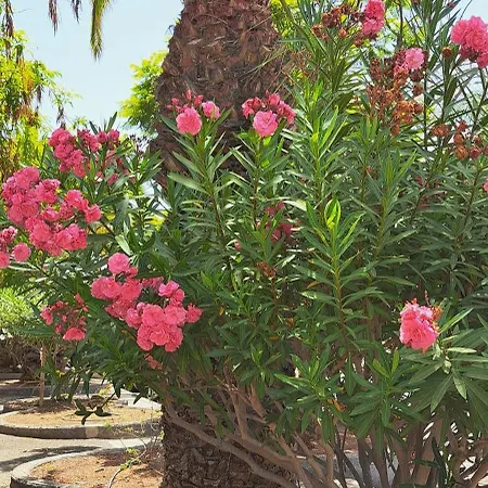 Casa Petri Lägenhet Palm-mar